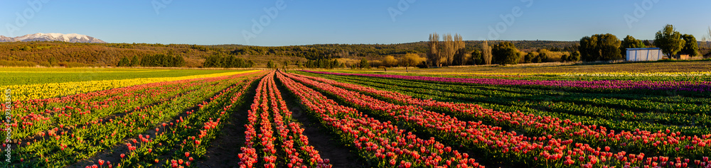 Panoramic view of field of tulips against clear sky Panoramic view of field of tulips against clear sky