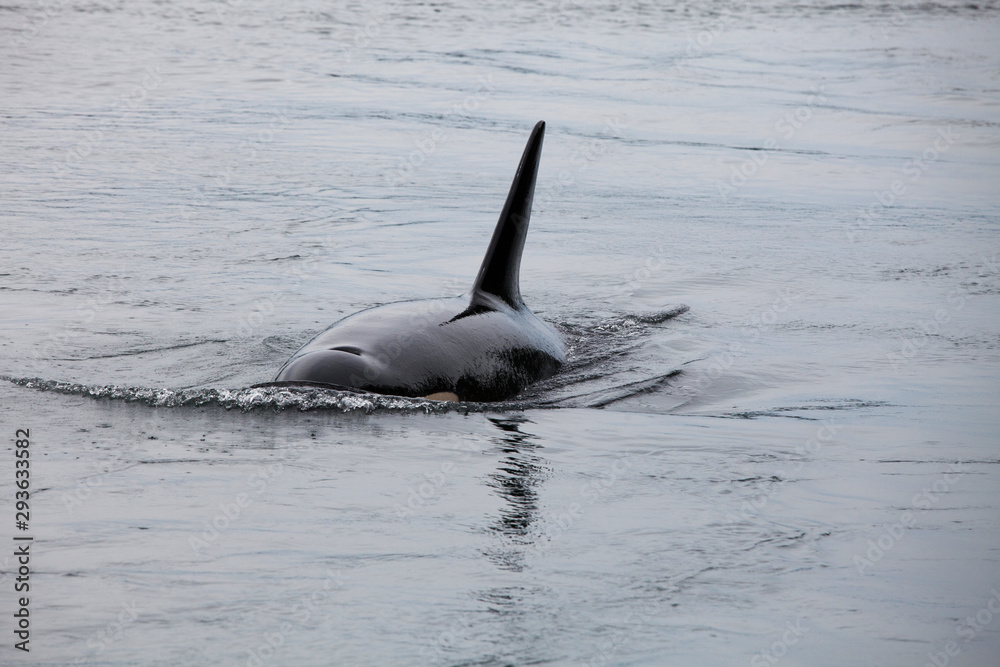 Naklejka premium Orca, Killerwal in freier Wildbahn, von Land aus fotogrfiert