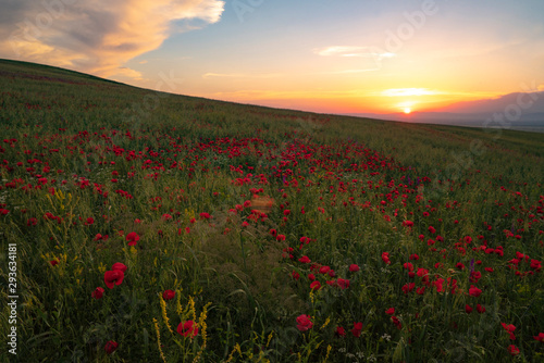 Fields of blooming poppy. Fields and hills are covered with a carpet of wild flowers. Summer 2019  Eastern Georgia  near the town of Gori. Sunset.