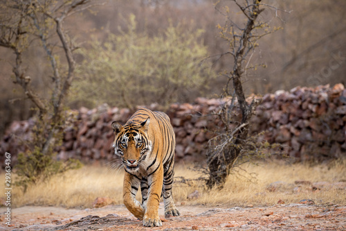 Ranthambore National Park, Rajasthan, India - October 3, 2019 wild male bengal tiger veeru or T109 on evening stroll. He died today in territorial fight with another male tiger T42 - panthera tigris photo