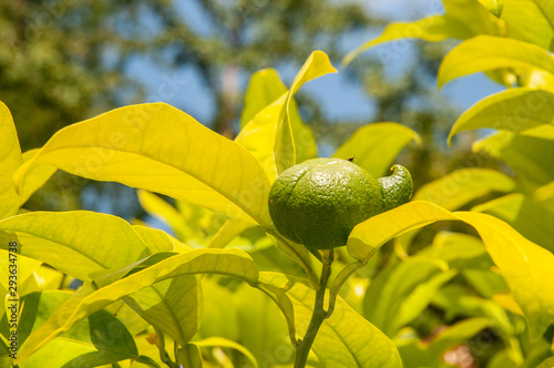green unripe orange with excrescence at tree