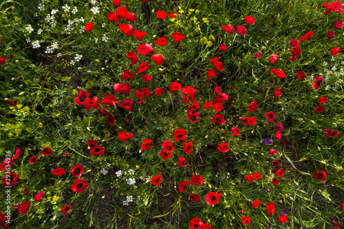 Fields of blooming poppy. Fields and hills are covered with a carpet of wild flowers. Summer 2019, Eastern Georgia, near the town of Gori. Sunset.