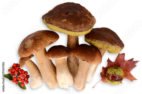 Edible forest mushrooms Boletus edulis, fresh, isolated on white. Shadow photo