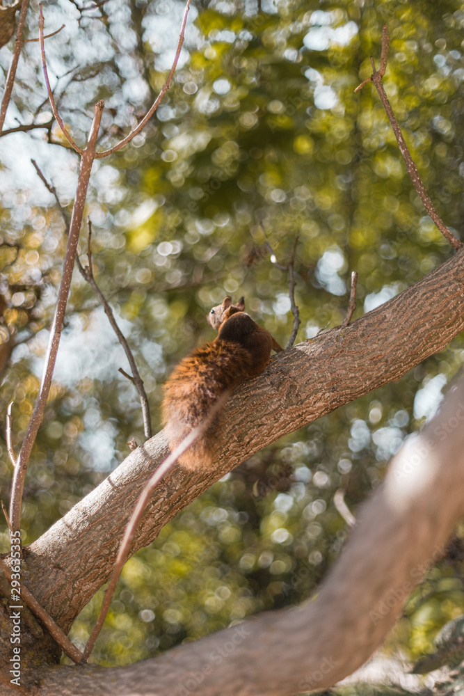 Écureuil sur son arbre