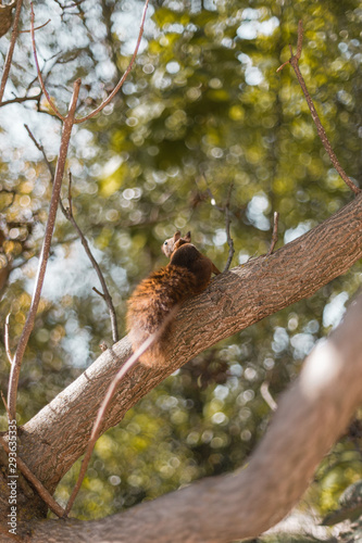 Écureuil sur son arbre