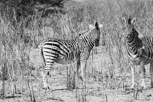 black and white zebras in the African savannah. game drive in the nature reserve with wild animals  nature photography of a herd of zebras during drought season in boteti river
