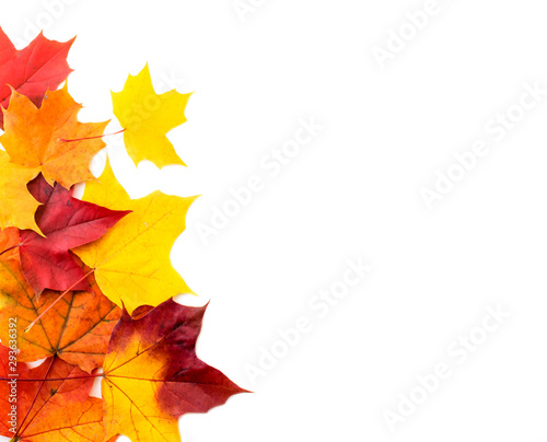 Autumn leaves background, place for text. The view of top.
