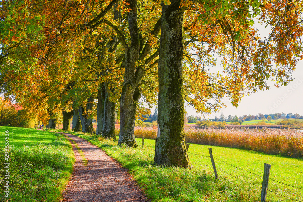 Naklejka premium oak tree alley in autumn