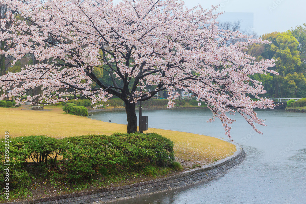 Obraz Beautiful sakura cherry blossom under raining at Chidorigafuchi park, Tokyo, Japan