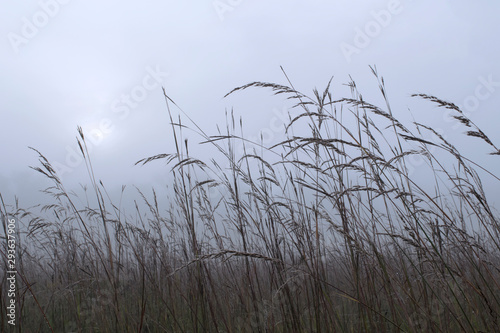Tall prairie grass in fog
