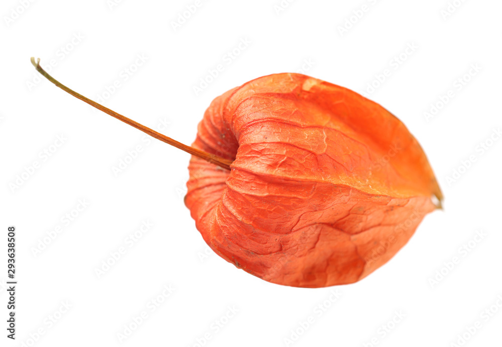 Physalis fruit isolated on white background Physalis fruit isolated on white background
