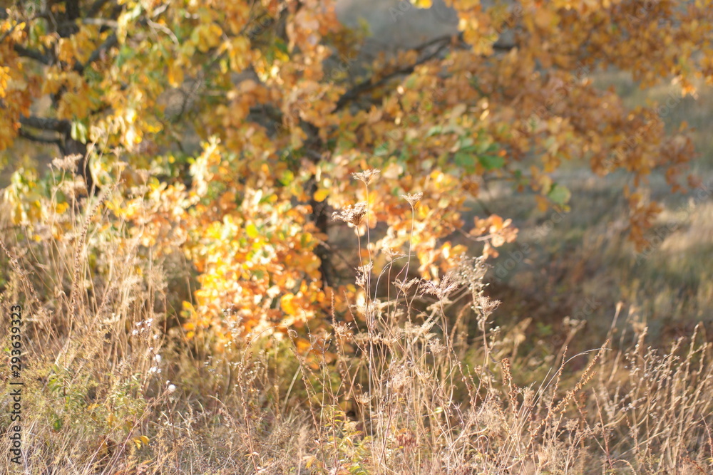 Fototapeta premium autumn leaves on grass