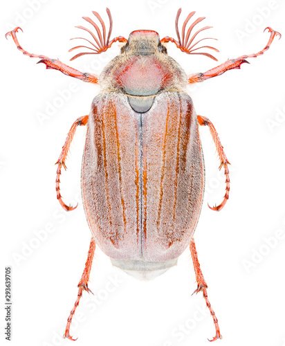 Foto Melolontha hippocastani is the forest cockchafer or May bug or doodlebug in the family Scarabaeidae