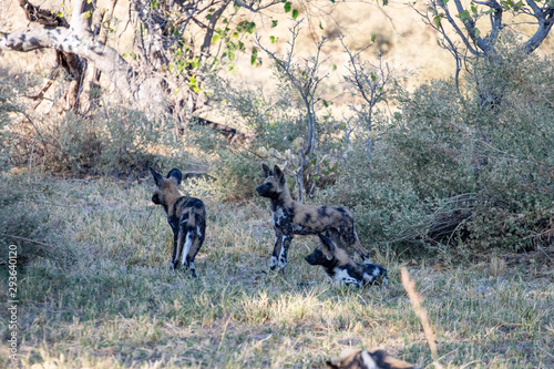 pack of wild dogs with cubs resting in the African savannah  endangered animals in Botswana. Wild dogs in pack that relax in the African afternoon sun with the puppies waiting for the hunt