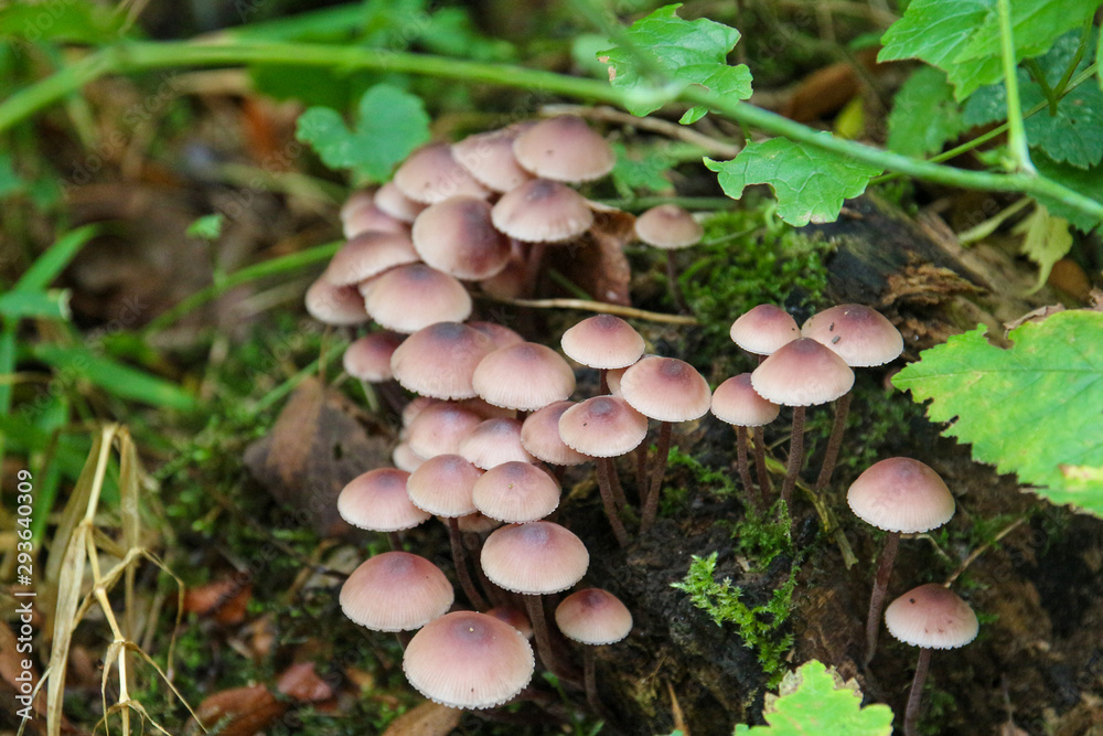 The mushrooms sprout from the ground The mushrooms sprout from the ground