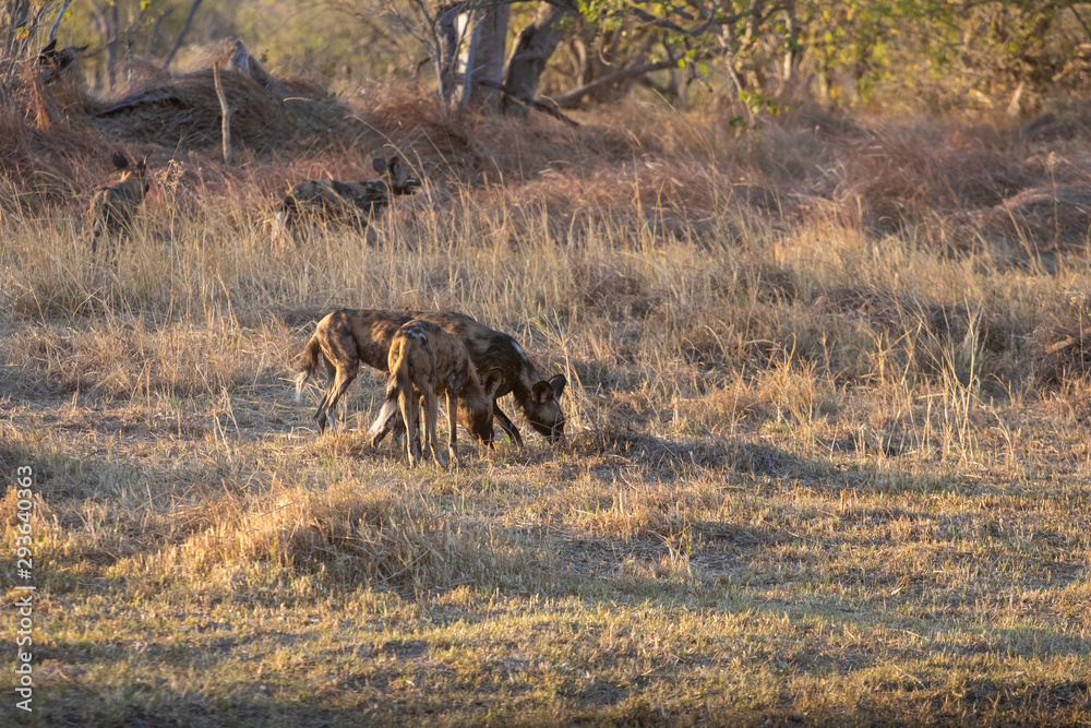 pack of wild dogs hunting in the African bush in the bush. wild dogs prepare an attack in Botswana. portrait of a pack of wild dogs. Animal species in danger of extinction pack of wild dogs hunting in the African bush in the bush. wild dogs prepare an attack in Botswana. portrait of a pack of wild dogs. Animal species in danger of extinction