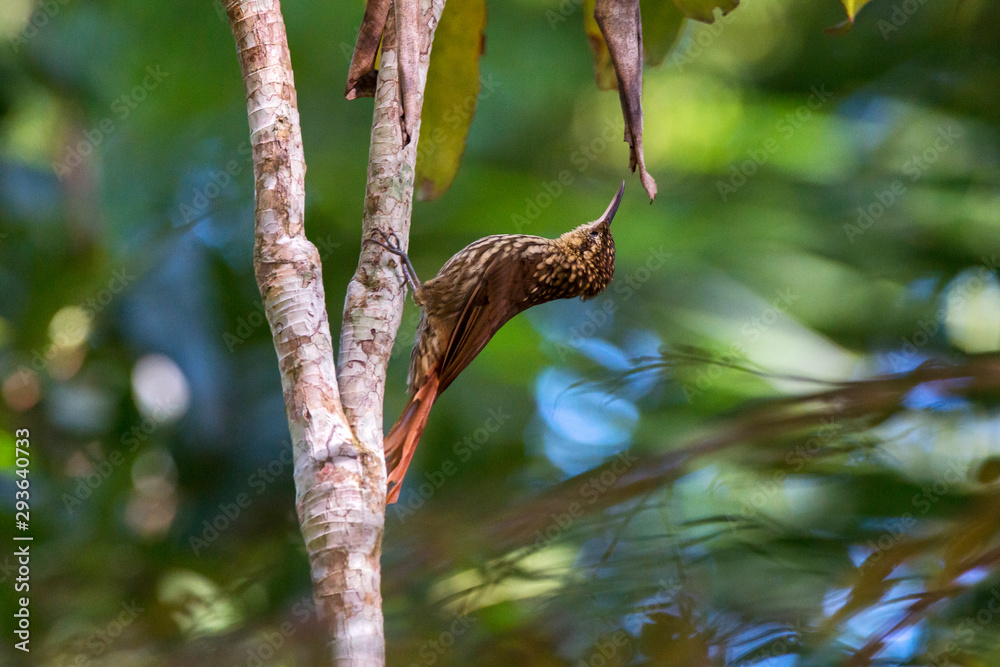 Lesser Woodcreeper photographed in Domingos Martins, Espirito Santo. Southeast of Brazil. Atlantic Forest Biome. Picture made in 2013.