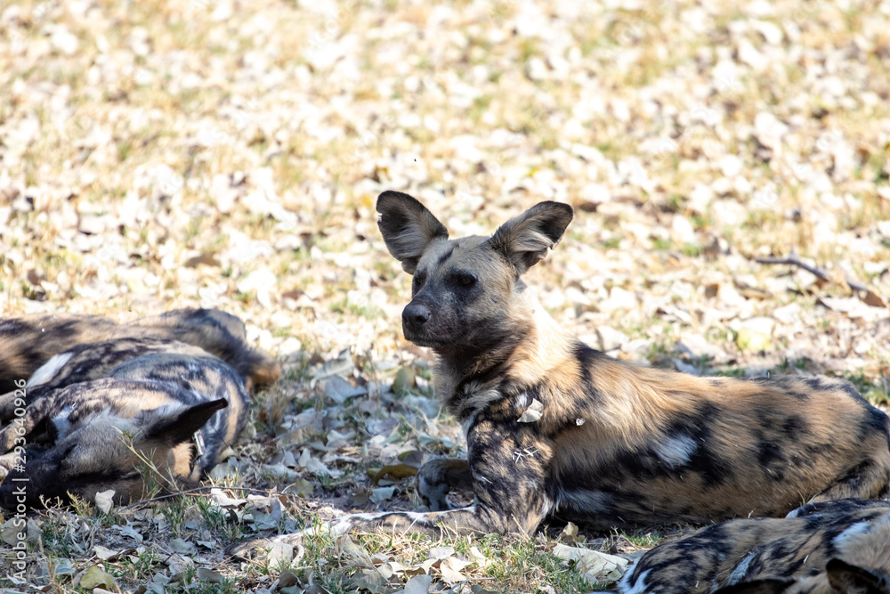 pack of wild dogs with cubs resting in the African savannah, endangered animals in Botswana. Wild dogs in pack that relax in the African afternoon sun with the puppies waiting for the hunt pack of wild dogs with cubs resting in the African savannah, endangered animals in Botswana. Wild dogs in pack that relax in the African afternoon sun with the puppies waiting for the hunt
