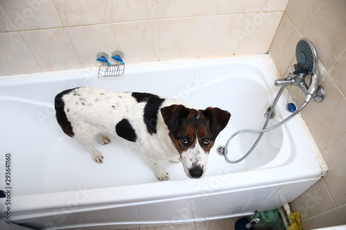 A cute dog taking a bath with his paws up on the rim of the tub © Alexandr