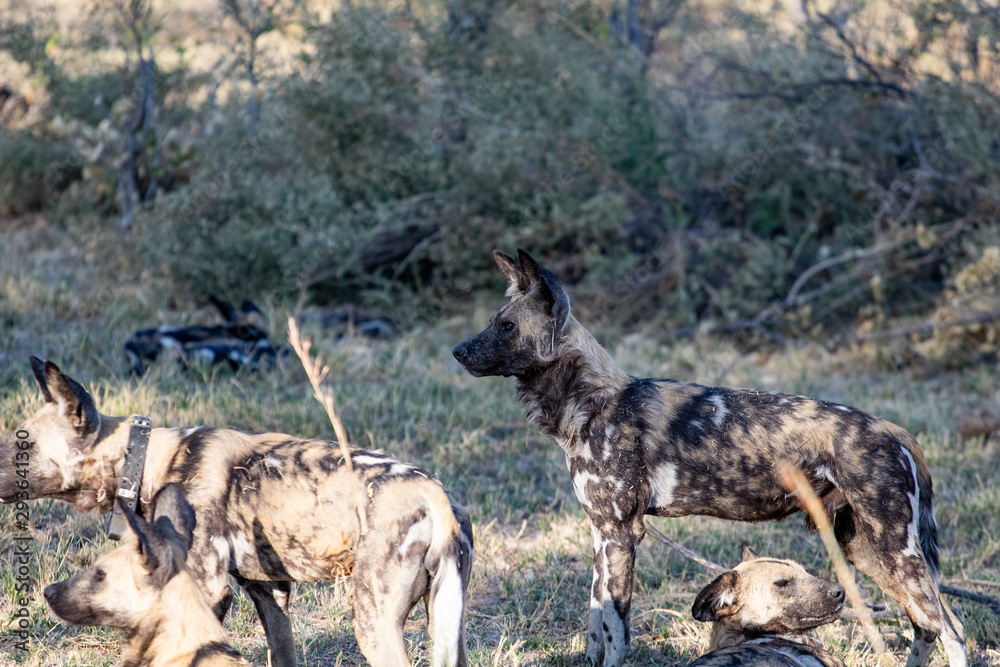 pack of wild dogs with cubs resting in the African savannah, endangered animals in Botswana. Wild dogs in pack that relax in the African afternoon sun with the puppies waiting for the hunt pack of wild dogs with cubs resting in the African savannah, endangered animals in Botswana. Wild dogs in pack that relax in the African afternoon sun with the puppies waiting for the hunt