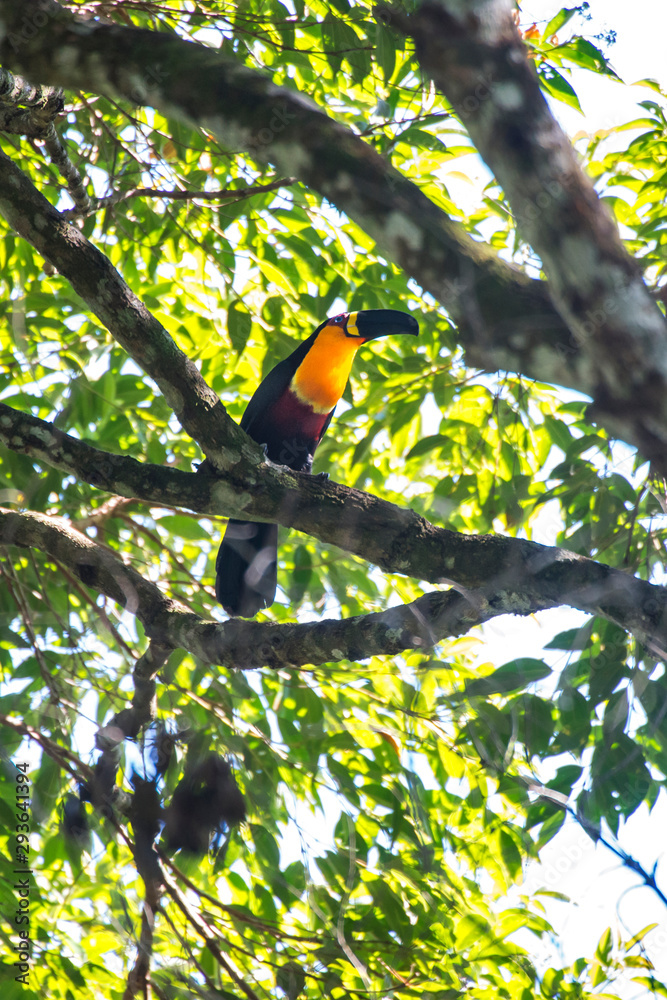 Channel billed Toucan photographed in Domingos Martins, Espirito Santo. Southeast of Brazil. Atlantic Forest Biome. Picture made in 2013. Channel billed Toucan photographed in Domingos Martins, Espirito Santo. Southeast of Brazil. Atlantic Forest Biome. Picture made in 2013.