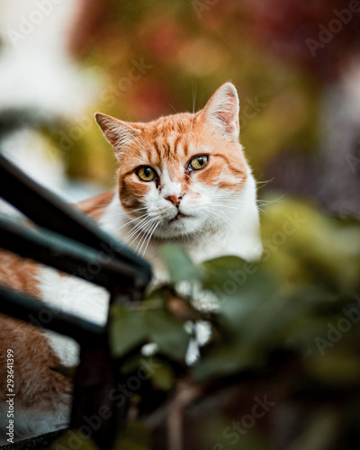 gato pelirrojo © Gregorio