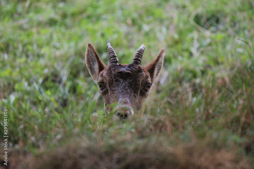 Fototapeta premium roe deer portrait on the mountain