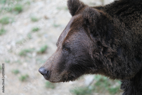european brown bear portrait