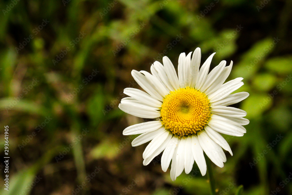 Single Yellow and White Shasta Daisy Blossom Against Green and Black Grassy Background Single Yellow and White Shasta Daisy Blossom Against Green and Black Grassy Background