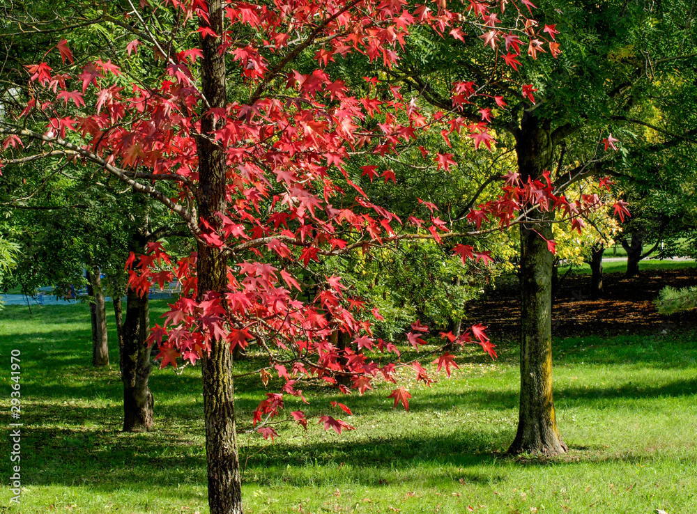 Fototapeta premium Detail of an Acer Palmatum with its beautiful red leaves