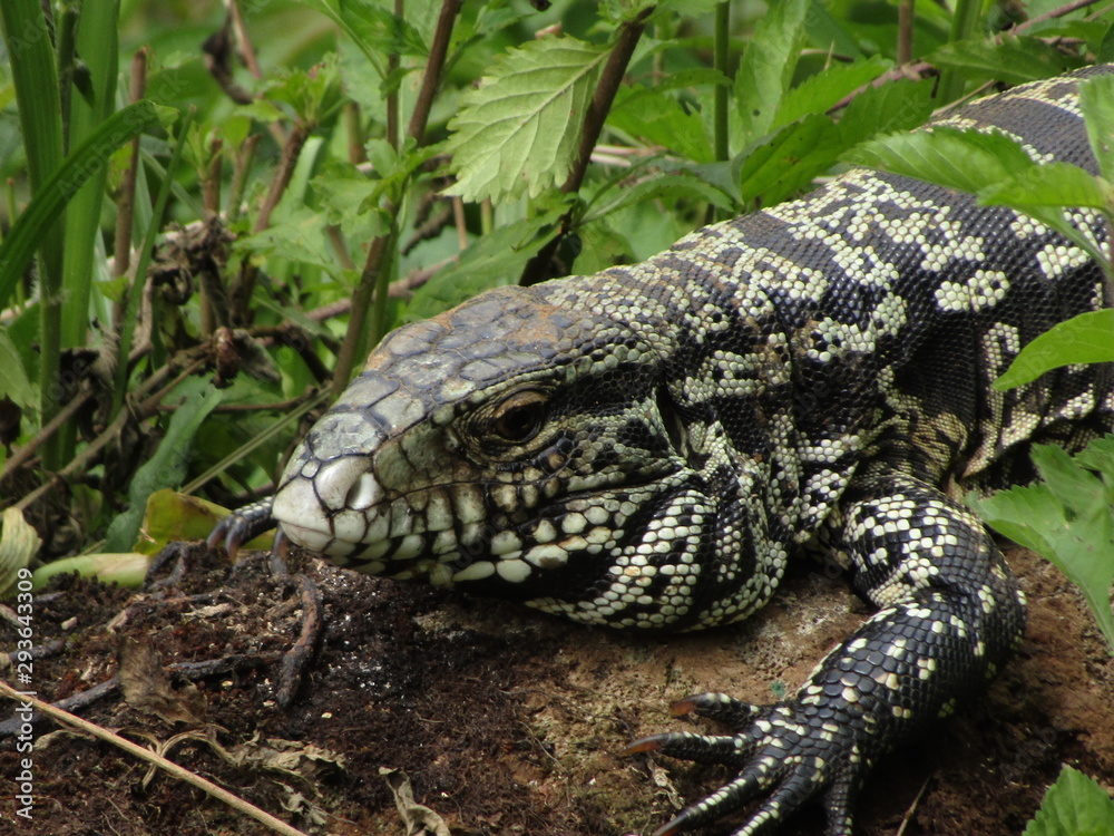 Misiones lizard