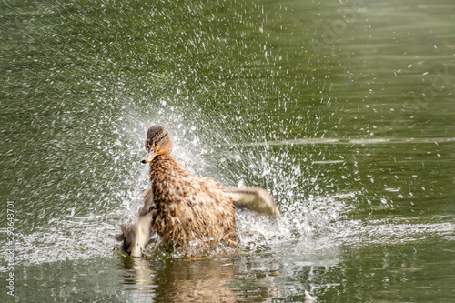 The duck landed in the water. photo