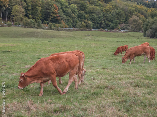 a herd of brown cows on a green meadow