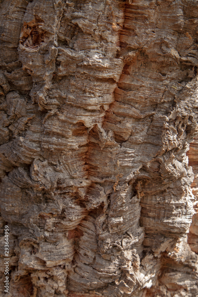 Bark of Quercus suber, commonly called the cork oak Bark of Quercus suber, commonly called the cork oak