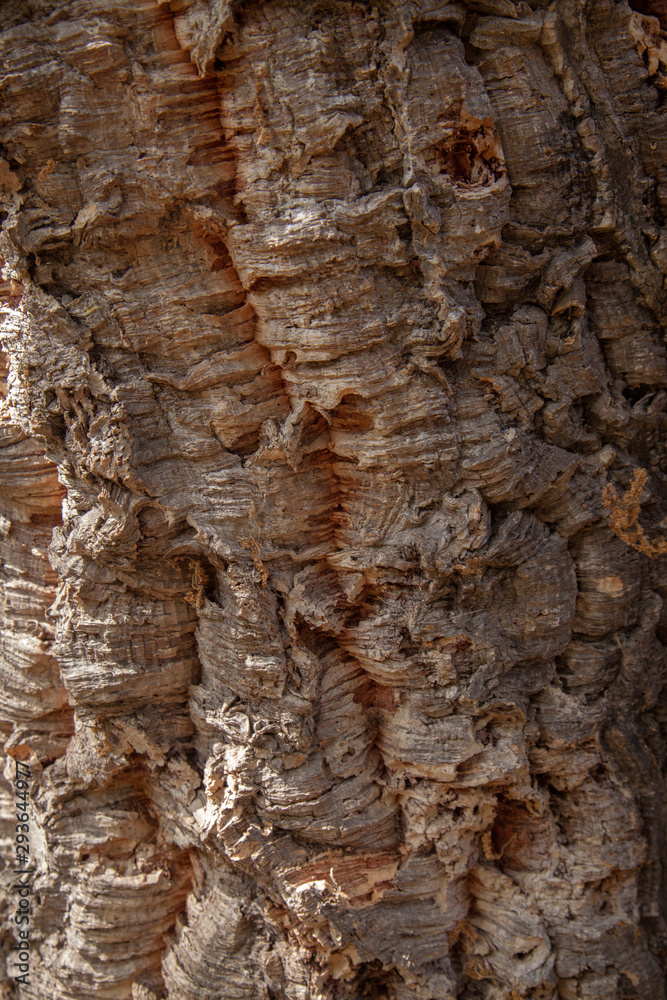 Bark of Quercus suber, commonly called the cork oak