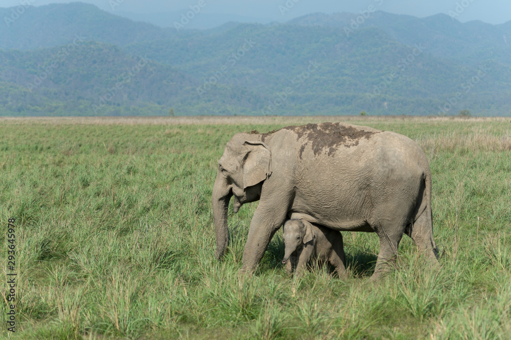 Elephant mother and Calf at Dhikala Grassland in Jim Corbett National Park