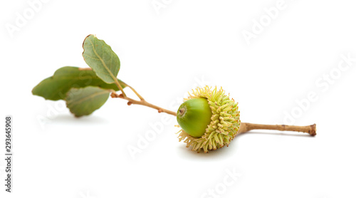 Fotografía flora of Gran Canaria - acorn of Quercus suber