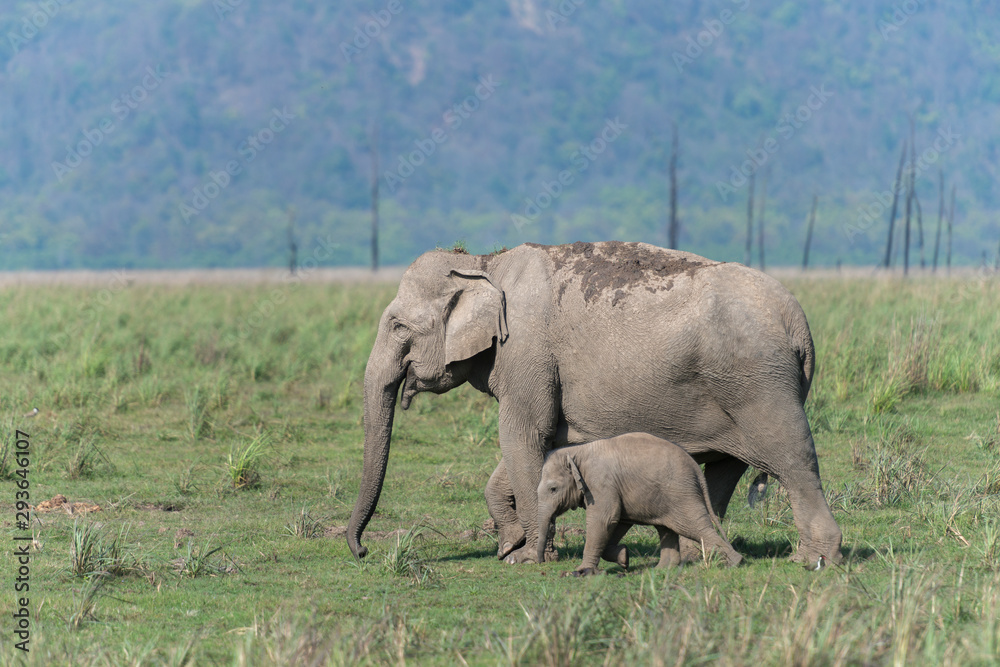 Fototapeta premium Elephant mother and Calf at Dhikala Grassland in Jim Corbett National Park