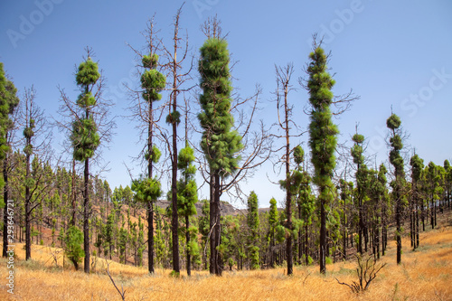 Gran Canaria, two years after wildfire