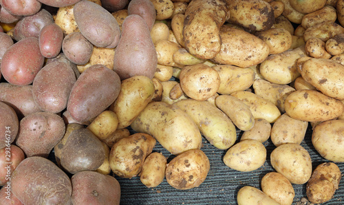 many organic potatoes of mountain