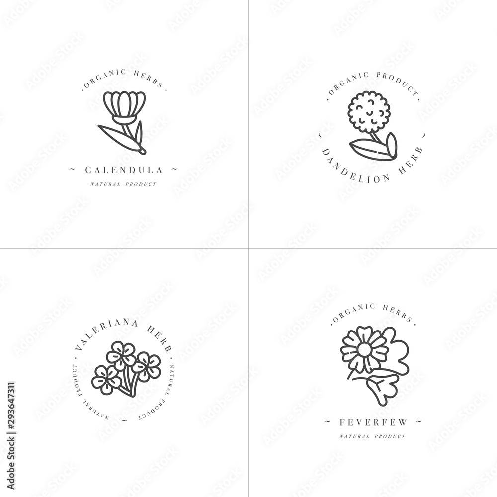 Vector monochrome set design templates and emblems - healthy herbs and spices. Different medicinal, cosmetic plants- calendula, dandelion,valeriana and feverfew. Logos in trendy linear style.
