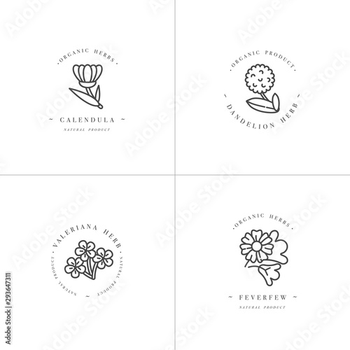 Vector monochrome set design templates and emblems - healthy herbs and spices. Different medicinal, cosmetic plants- calendula, dandelion,valeriana and feverfew. Logos in trendy linear style.
