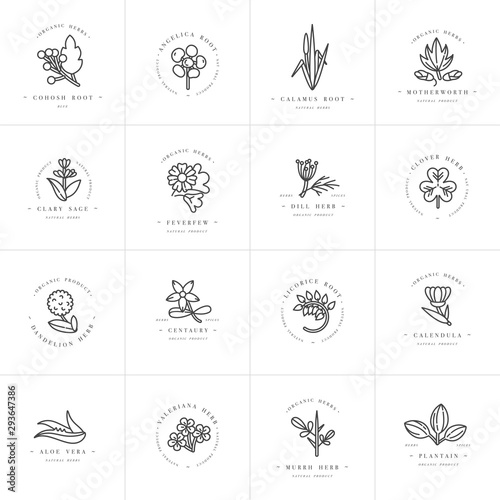 Vector monochrome set design templates and emblems - healthy herbs and spices. Different medicinal, cosmetic plants. Logos in trendy linear style. photo