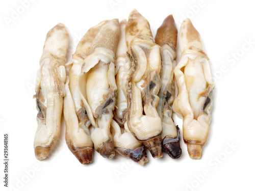 Razor clams isolated on white background.