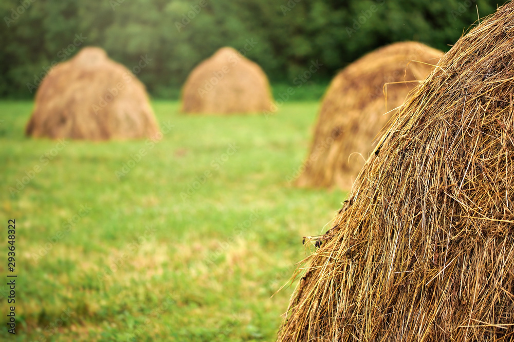 Dry straw haystacks on a green meadow, blurred trees in background Dry straw haystacks on a green meadow, blurred trees in background