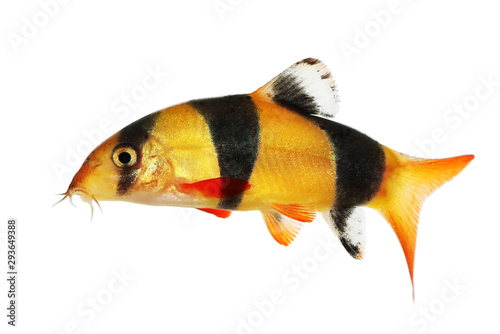 Clown loach tiger botia catfish Botia macracanthus aquarium fish