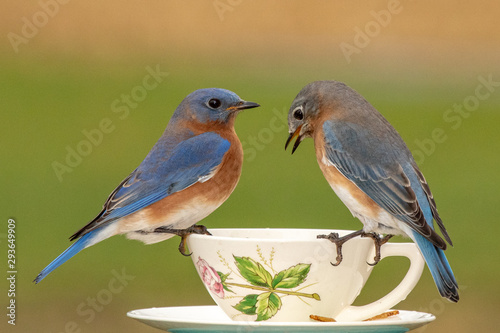 A pair of Eastern Bluebirds at a teacup feeder on a dreary winter day. © Melody Mellinger