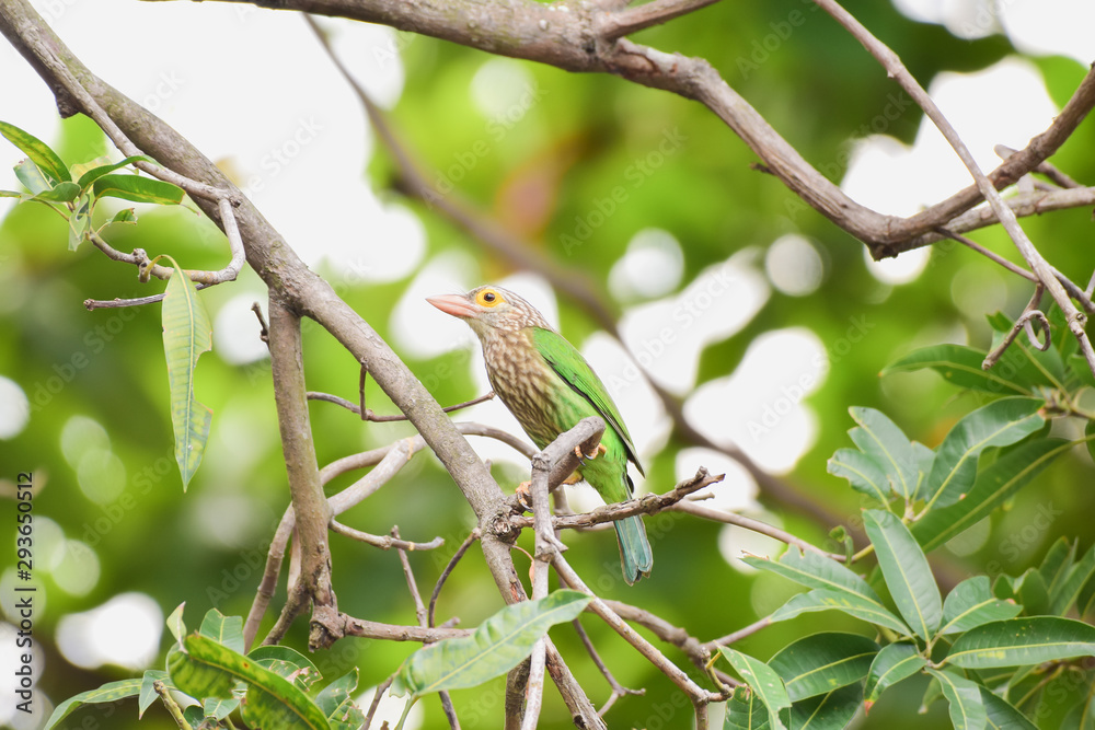 Fototapeta premium Barbet bird perched on branch isolated on nature background