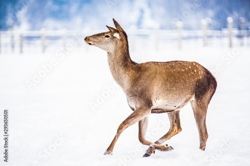 Wallpaper Mural roe deer in winter snow Torontodigital.ca