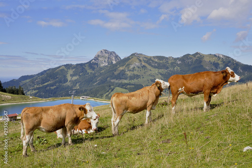 Junge Kühe auf der Alm © Reinhold